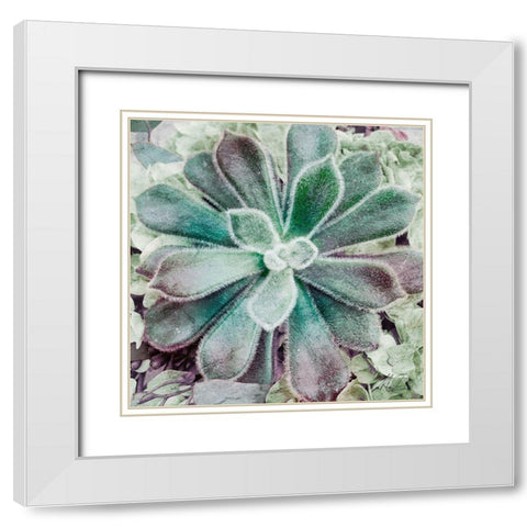 Springtime Succulents 1 White Modern Wood Framed Art Print with Double Matting by Prime, Marcus