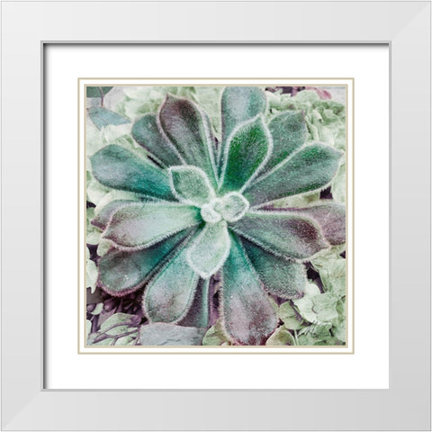 Springtime Succulents 1 White Modern Wood Framed Art Print with Double Matting by Prime, Marcus