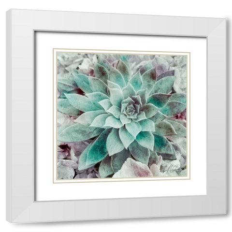 Springtime Succulents 2 White Modern Wood Framed Art Print with Double Matting by Prime, Marcus