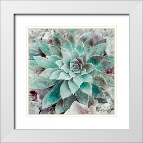 Springtime Succulents 2 White Modern Wood Framed Art Print with Double Matting by Prime, Marcus