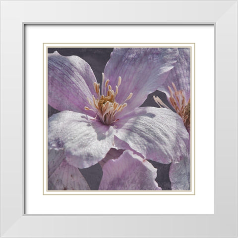 Lavender Explosion 1 White Modern Wood Framed Art Print with Double Matting by Prime, Marcus