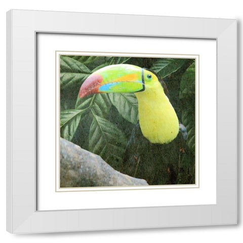 Sam Toucan White Modern Wood Framed Art Print with Double Matting by Prime, Marcus