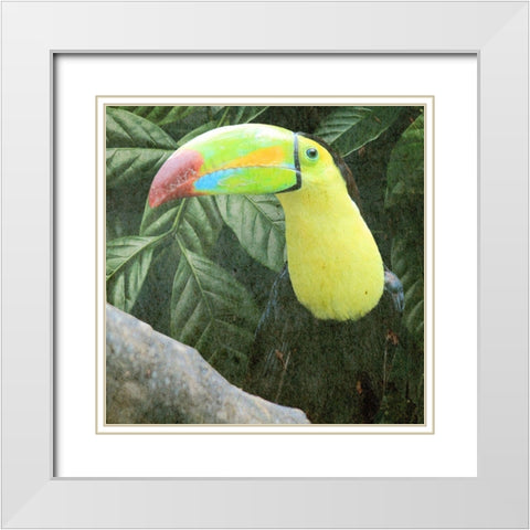 Sam Toucan White Modern Wood Framed Art Print with Double Matting by Prime, Marcus