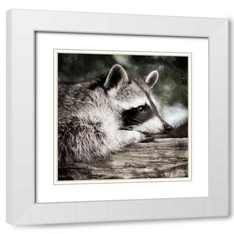 Pondering Raccoon White Modern Wood Framed Art Print with Double Matting by Prime, Marcus