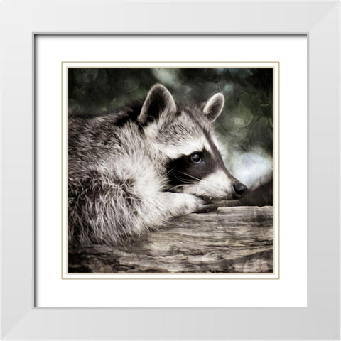 Pondering Raccoon White Modern Wood Framed Art Print with Double Matting by Prime, Marcus