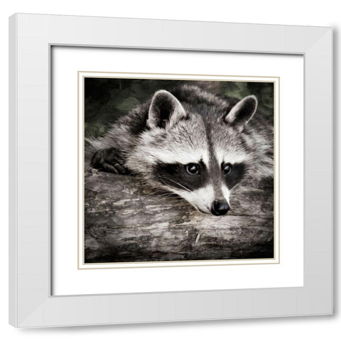 Pondering Raccoon 2 White Modern Wood Framed Art Print with Double Matting by Prime, Marcus