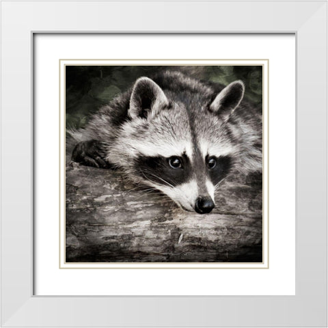 Pondering Raccoon 2 White Modern Wood Framed Art Print with Double Matting by Prime, Marcus