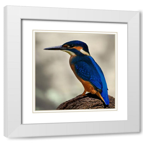 Perching Fellow White Modern Wood Framed Art Print with Double Matting by Prime, Marcus