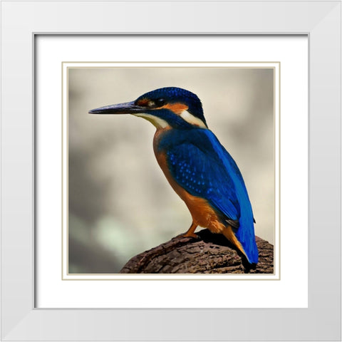 Perching Fellow White Modern Wood Framed Art Print with Double Matting by Prime, Marcus