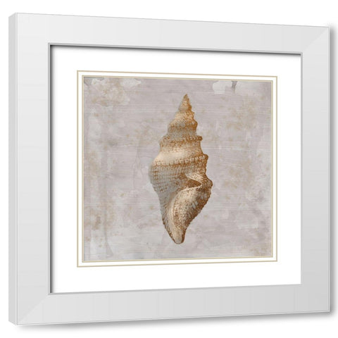 Aged Sea Shells 2 White Modern Wood Framed Art Print with Double Matting by Prime, Marcus