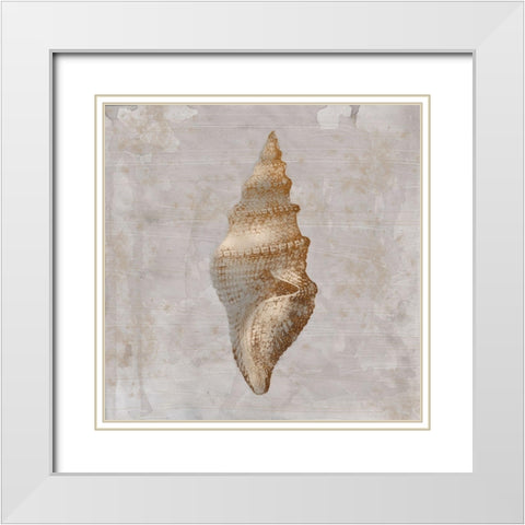 Aged Sea Shells 2 White Modern Wood Framed Art Print with Double Matting by Prime, Marcus
