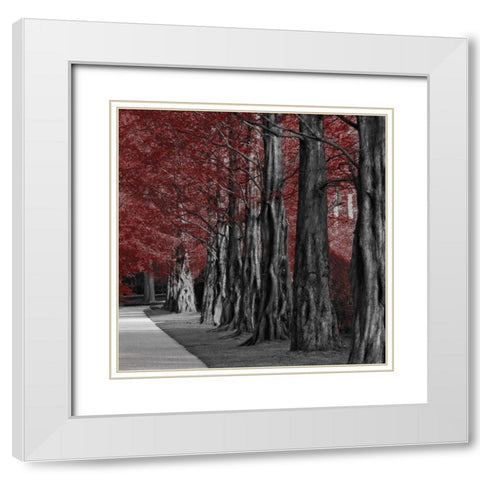 Crimson Forest 2 White Modern Wood Framed Art Print with Double Matting by Prime, Marcus