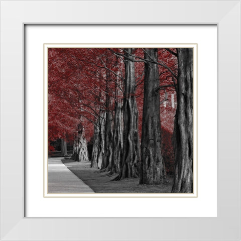 Crimson Forest 2 White Modern Wood Framed Art Print with Double Matting by Prime, Marcus