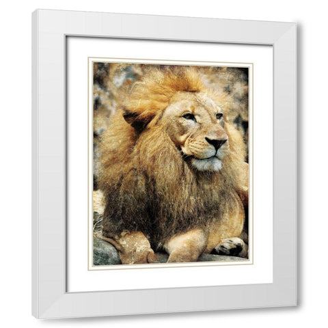 Lions Look White Modern Wood Framed Art Print with Double Matting by Villa, Mlli