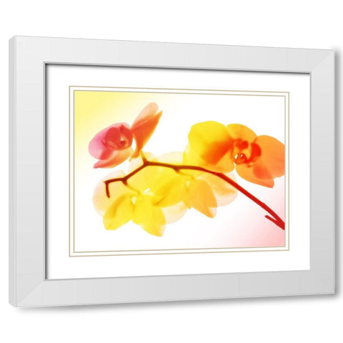 Sunny Electric Orchids White Modern Wood Framed Art Print with Double Matting by Villa, Mlli