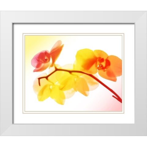 Sunny Electric Orchids White Modern Wood Framed Art Print with Double Matting by Villa, Mlli