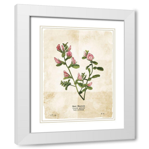 Flower Page White Modern Wood Framed Art Print with Double Matting by Villa, Mlli