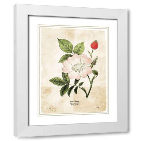 Flower Page Three White Modern Wood Framed Art Print with Double Matting by Villa, Mlli