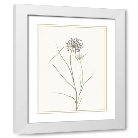 Sprout White Modern Wood Framed Art Print with Double Matting by Villa, Mlli