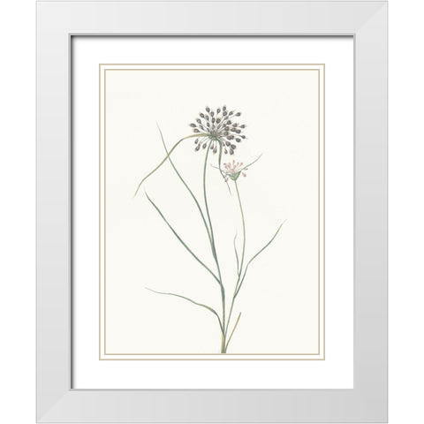 Sprout White Modern Wood Framed Art Print with Double Matting by Villa, Mlli