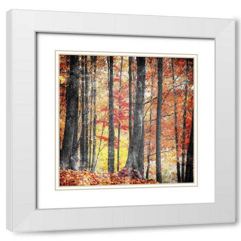 Fall In The Woods White Modern Wood Framed Art Print with Double Matting by Villa, Mlli