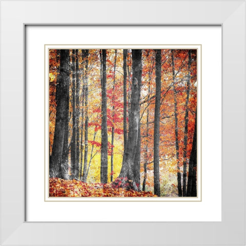 Fall In The Woods White Modern Wood Framed Art Print with Double Matting by Villa, Mlli