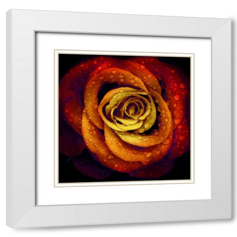 Bright Wet Rose White Modern Wood Framed Art Print with Double Matting by Villa, Mlli