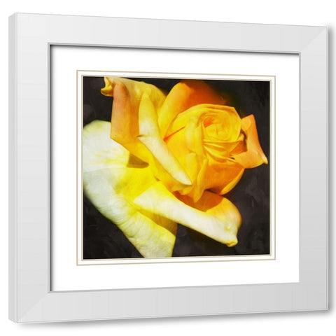 Yellow Rose White Modern Wood Framed Art Print with Double Matting by Villa, Mlli