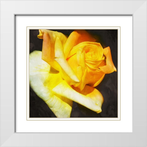 Yellow Rose White Modern Wood Framed Art Print with Double Matting by Villa, Mlli