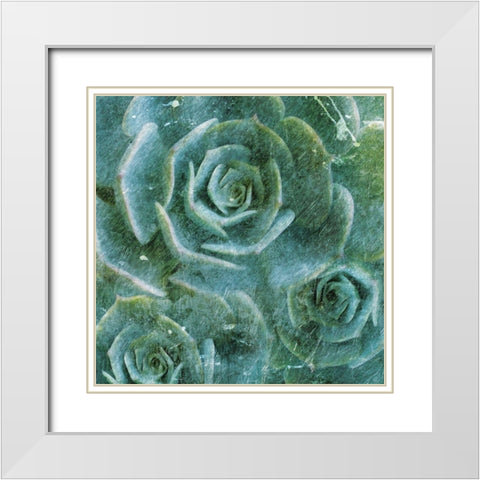 Three Succulents White Modern Wood Framed Art Print with Double Matting by Villa, Mlli