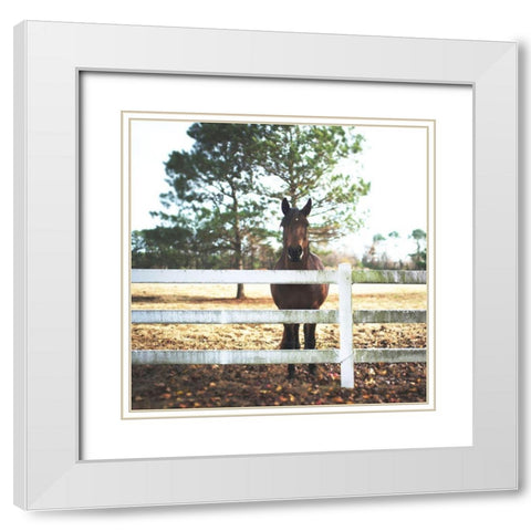 Horse Look 2 White Modern Wood Framed Art Print with Double Matting by Villa, Milli