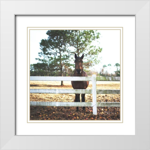 Horse Look 2 White Modern Wood Framed Art Print with Double Matting by Villa, Milli