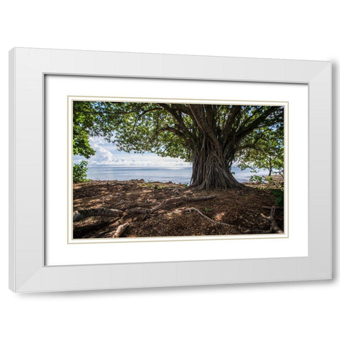 Shaded Tree White Modern Wood Framed Art Print with Double Matting by Orlando