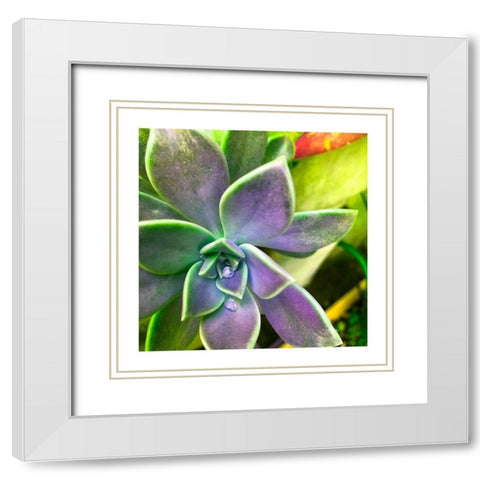 Succulent Dawn 1 White Modern Wood Framed Art Print with Double Matting by Pearson, Debbie