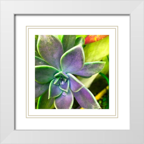 Succulent Dawn 1 White Modern Wood Framed Art Print with Double Matting by Pearson, Debbie