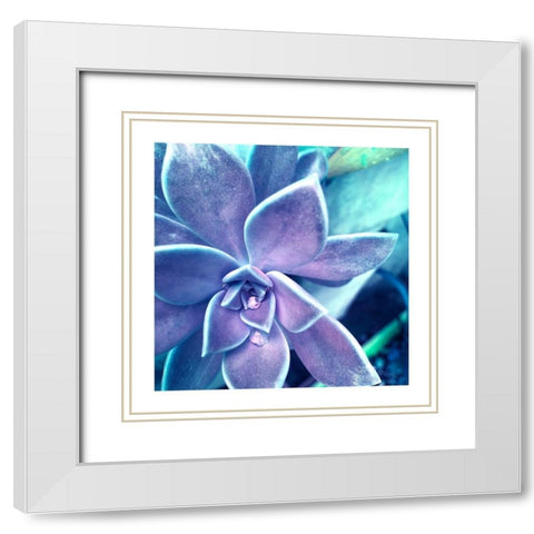 Succulent Dawn 2 White Modern Wood Framed Art Print with Double Matting by Pearson, Debbie