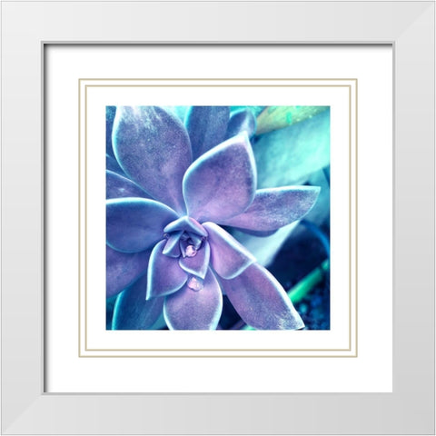 Succulent Dawn 2 White Modern Wood Framed Art Print with Double Matting by Pearson, Debbie