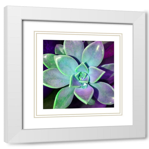Succulent Dawn 3 White Modern Wood Framed Art Print with Double Matting by Pearson, Debbie