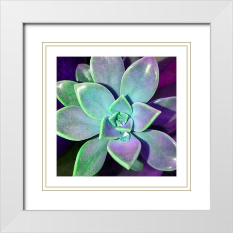 Succulent Dawn 3 White Modern Wood Framed Art Print with Double Matting by Pearson, Debbie