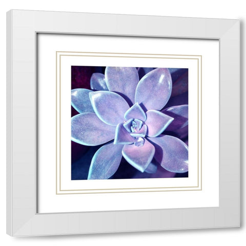 Succulent Dawn 4 White Modern Wood Framed Art Print with Double Matting by Pearson, Debbie