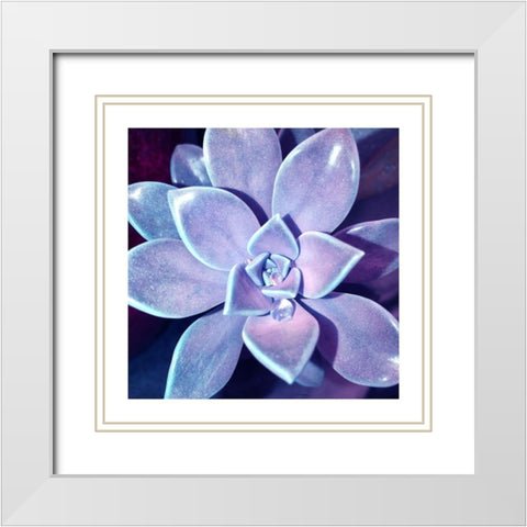 Succulent Dawn 4 White Modern Wood Framed Art Print with Double Matting by Pearson, Debbie