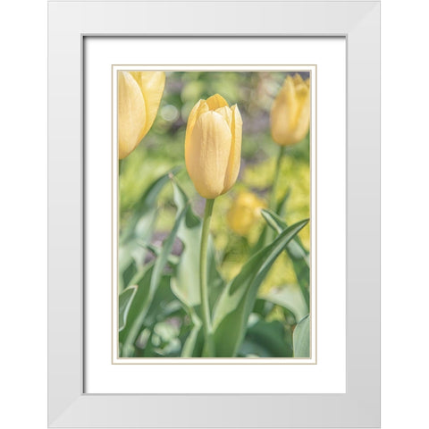 Obsequious Traditions White Modern Wood Framed Art Print with Double Matting by DeLuca, Pat