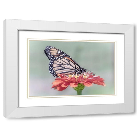 Pristine Desire 1 White Modern Wood Framed Art Print with Double Matting by DeLuca, Pat