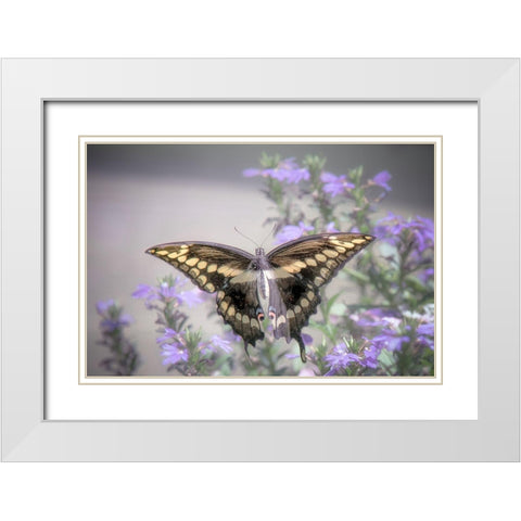 Pristine Desire 2 White Modern Wood Framed Art Print with Double Matting by DeLuca, Pat