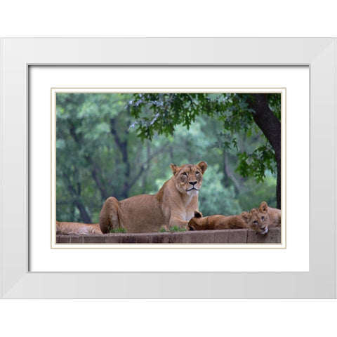 Pride Of Purpose White Modern Wood Framed Art Print with Double Matting by DeLuca, Pat