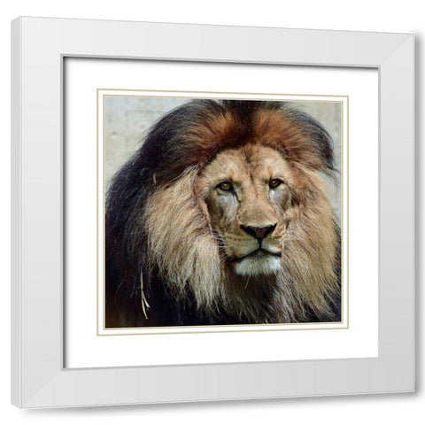 Action of Clarity White Modern Wood Framed Art Print with Double Matting by DeLuca, Pat