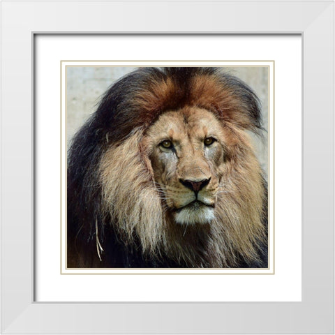 Action of Clarity White Modern Wood Framed Art Print with Double Matting by DeLuca, Pat