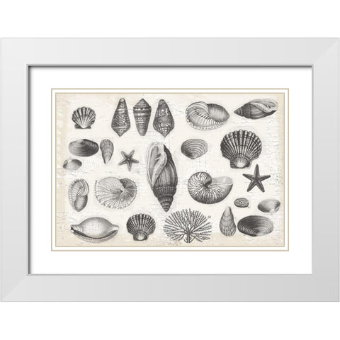 Shell Collage White Modern Wood Framed Art Print with Double Matting by Lula Bijoux and Company