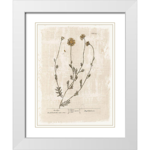 Farmhouse Flower 1 White Modern Wood Framed Art Print with Double Matting by Lula Bijoux and Company