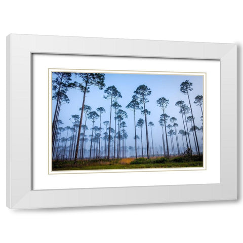 Piney Woods White Modern Wood Framed Art Print with Double Matting by Taylor, Glenn